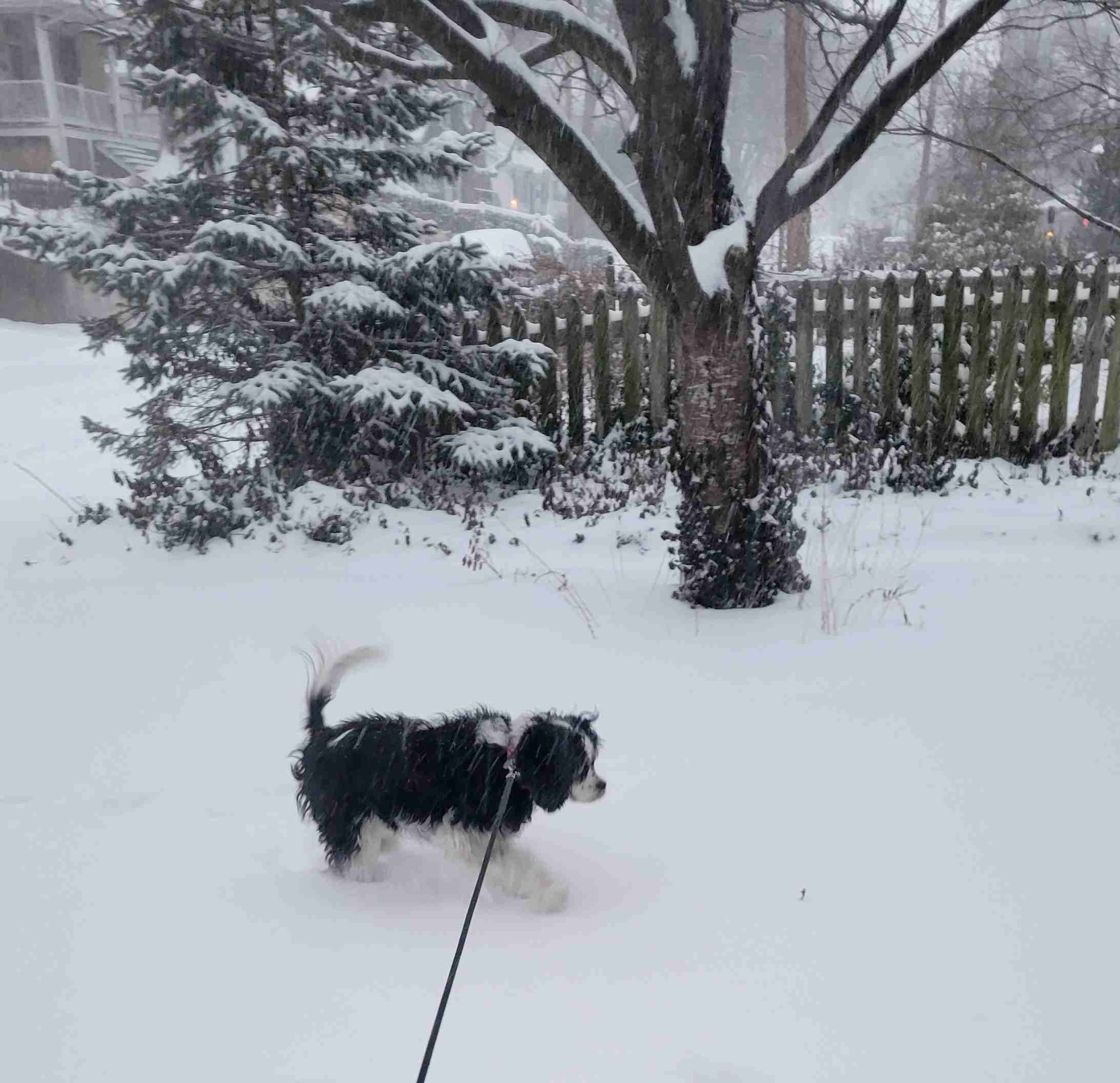 2022-02-03 Snow at 602 Gussie.jpg